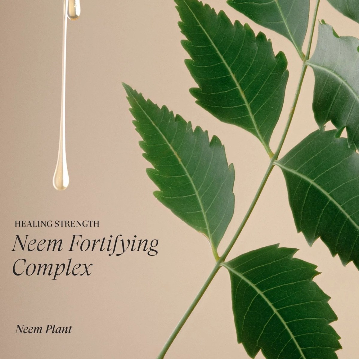 L'Anza Healing Strength Shampoo (300ml) φωτογραφία