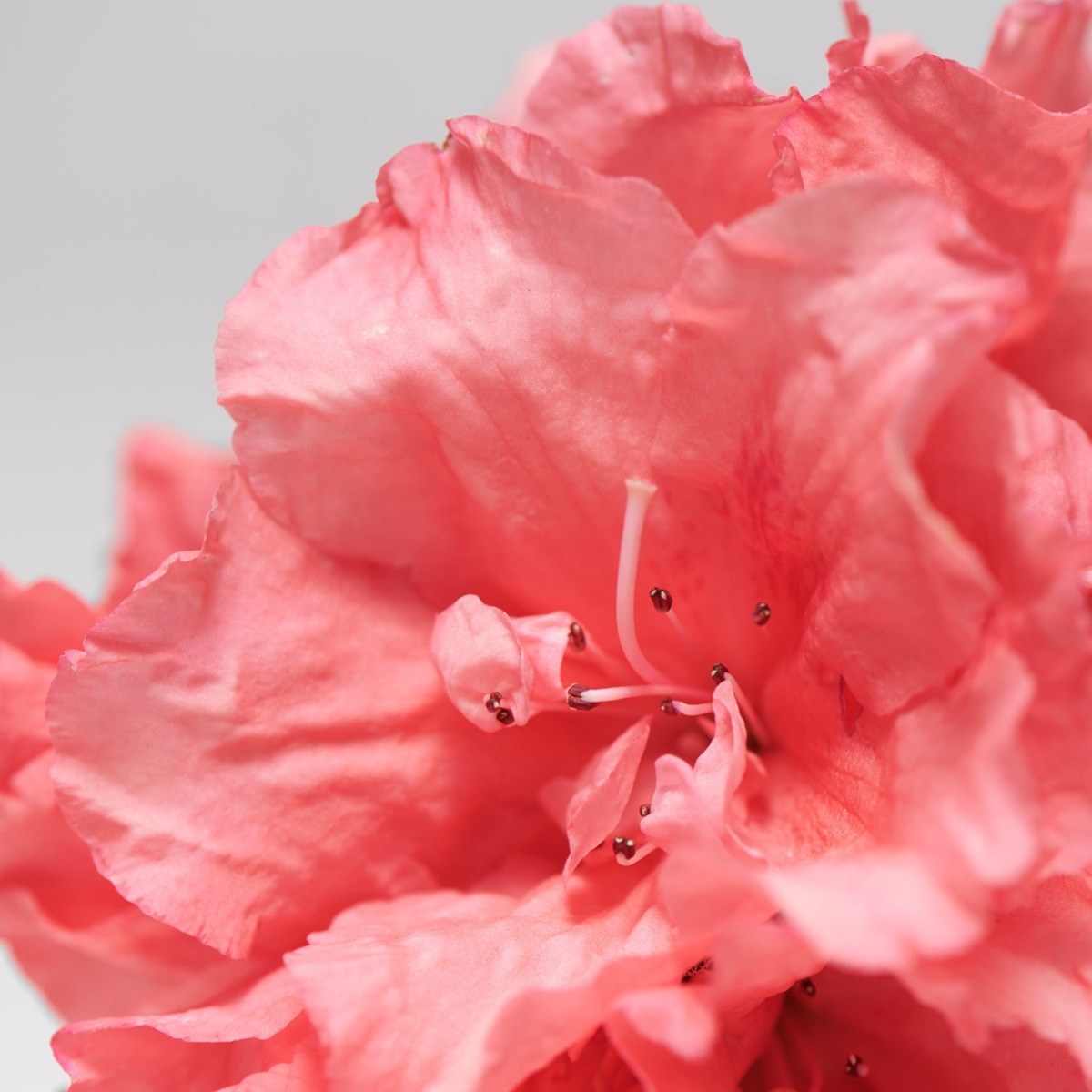 Babor Skinovage Balancing Cream (50ml) φωτογραφία